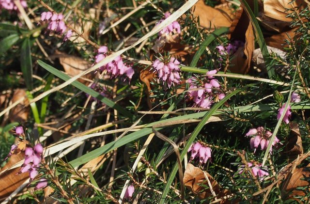 Hänge voller Erika neben der Waldstraße zur Augustinerhütte