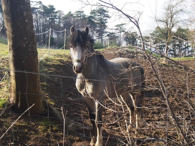 Ein freundliches Pferd in Steinhof