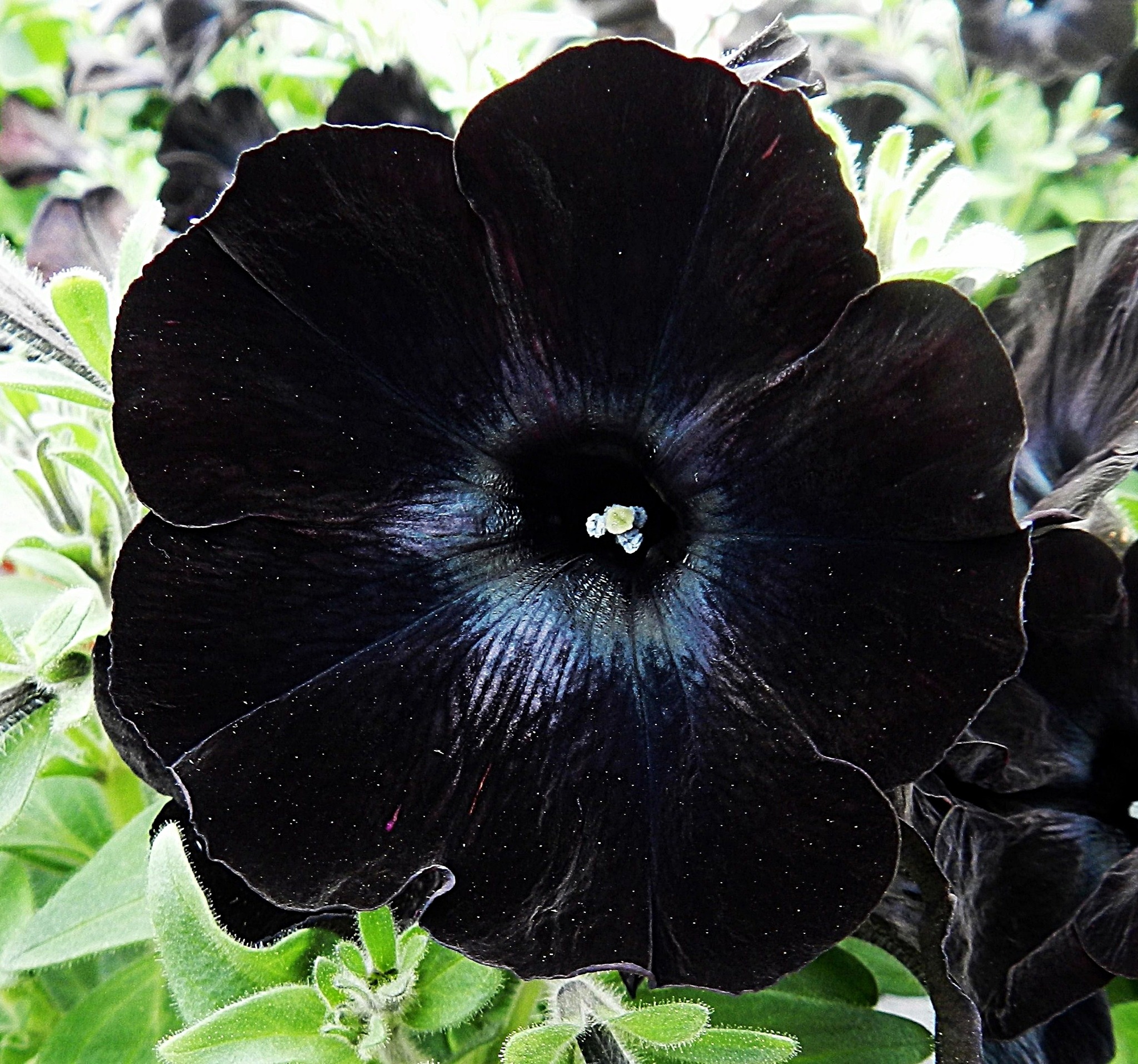 Petunien Schwarze Kugelchen