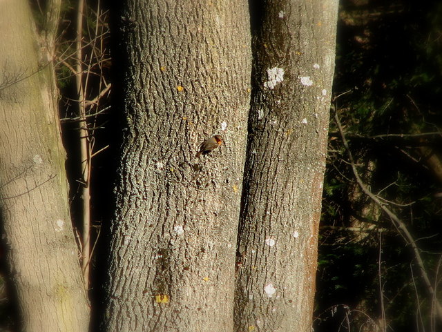Ich habe es entdeckt und wollte es beobachtn