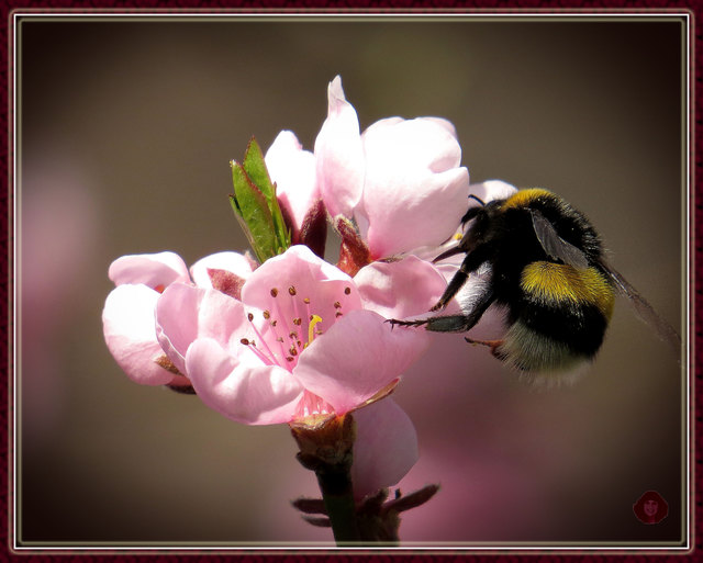 Hummel auf der Pfirsichblüte