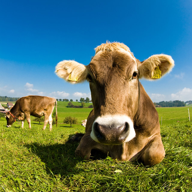 Foto: Rolf Fassbind - Fotolia