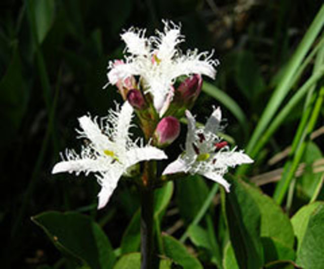 Der Fieberklee | Foto: privat