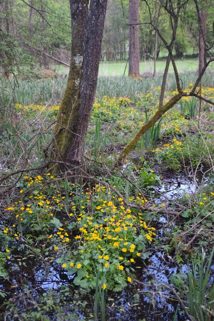 Sumpfdotterblumen und Wasserschwertlilien übersäen den Erlenbruchwald im Ried Graben.