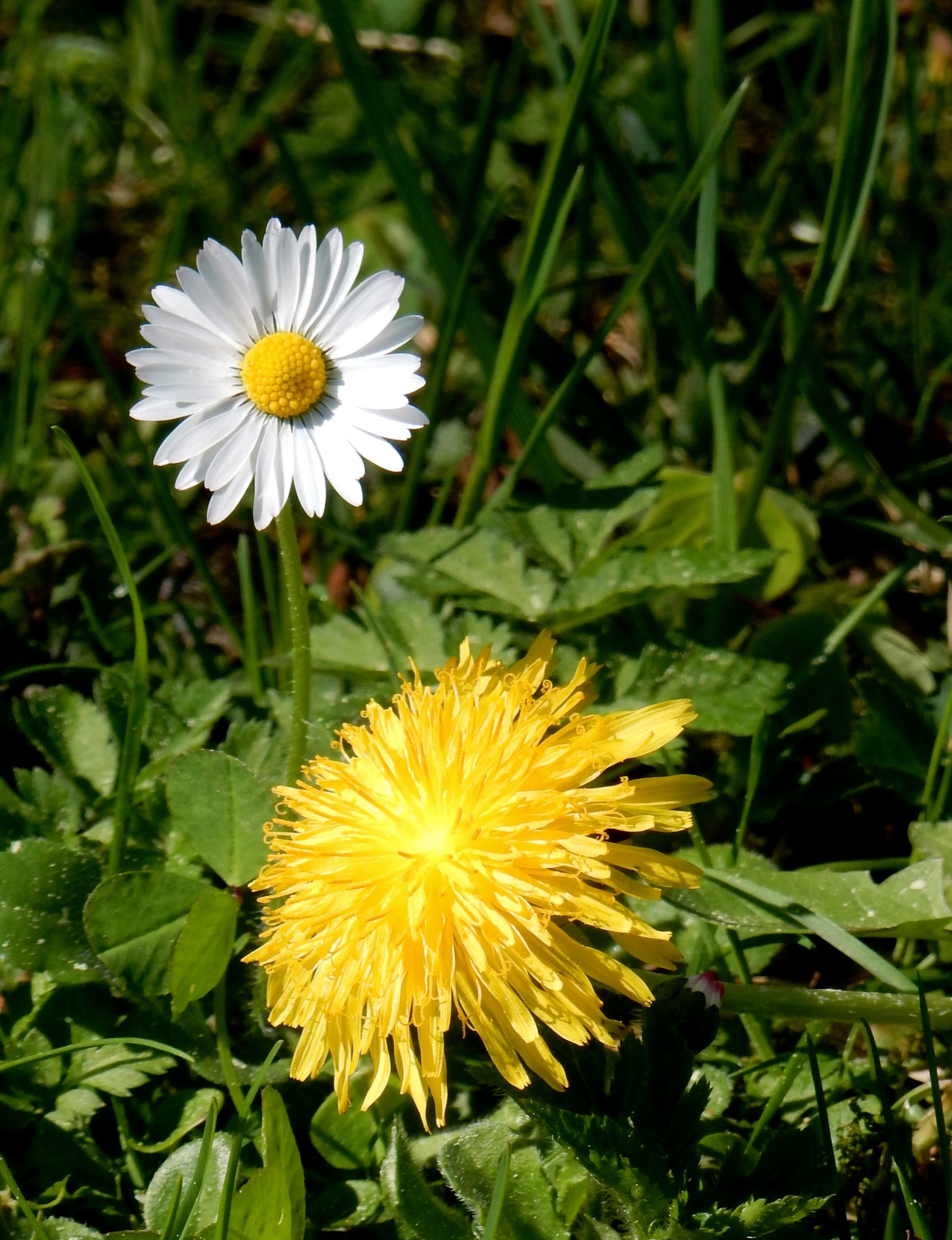 Gänseblümchen grüßt Löwenzahn - Kitzbühel