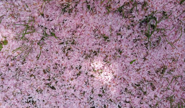 Blütenblättermeer der Japanischen Kirsche im Gras | Foto: Galerie Henrietta