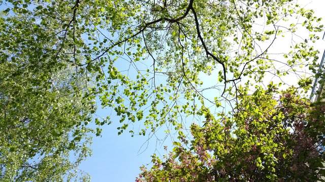Blättergrün und Himmelsblau im Frühling | Foto: Galerie Henrietta