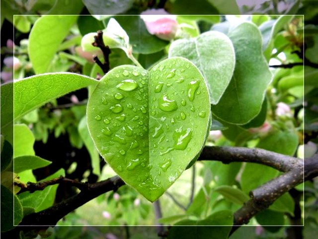 Blatt der Quitte