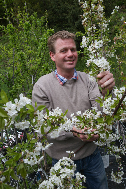 Gärtner Roman Tautermann inmitten von Kirschblüten.