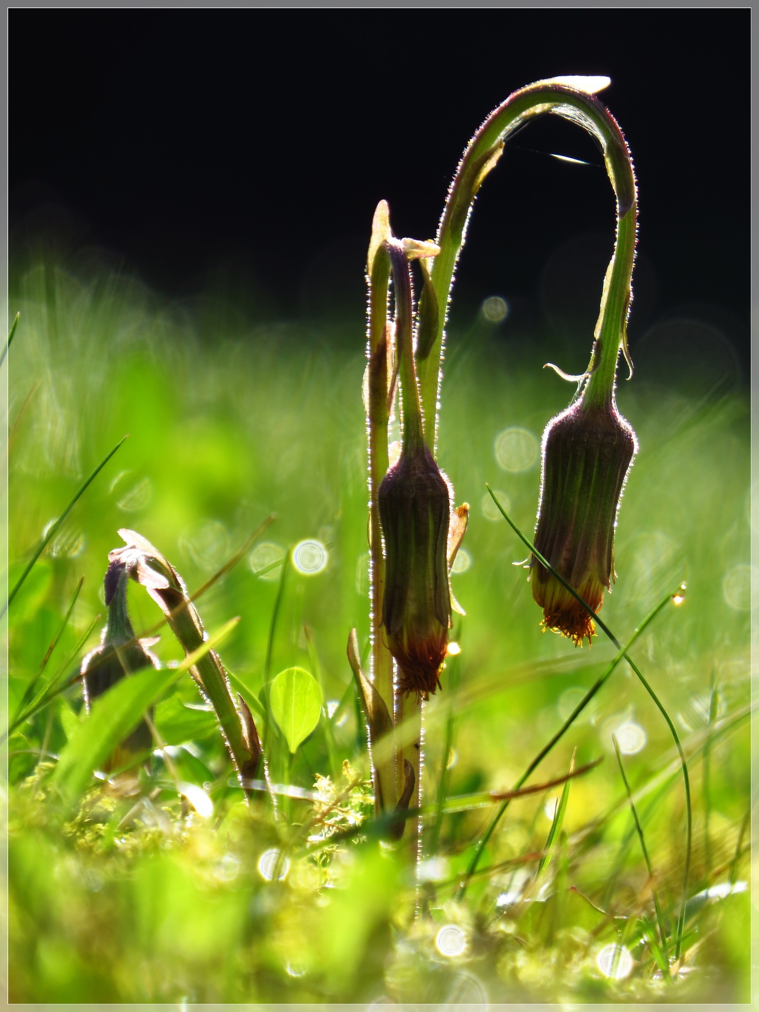 Sich beugen....... Amstetten