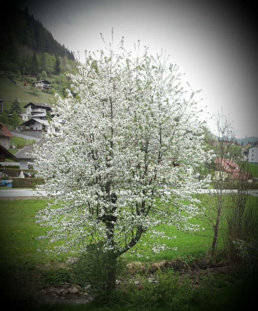 Wenn Der Kirschbaum Bluht St Veit