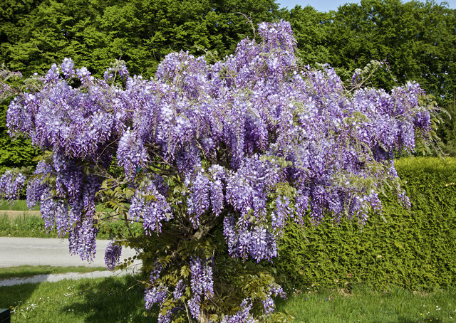 Glyzinie Thema auf meinbezirk.at