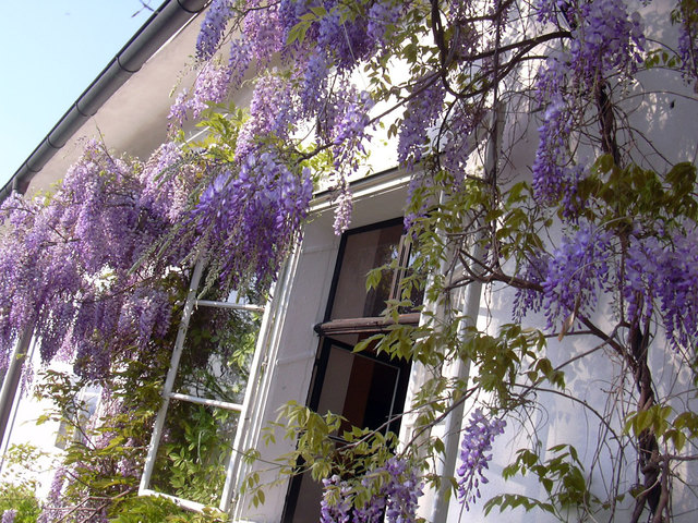 Beim Öffnen der Fenster ist man vom Duft der Blüten umgeben...