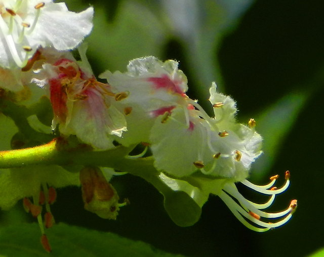 Eine Rosskastanie in Blüte ist ein Gemälde wie von Gaughin... oder Monet... erinnert an Tahiti...