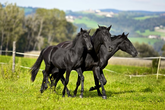 Die drei Menorquins: Estrella, Alicia und Pamplina. | Foto: Danninger