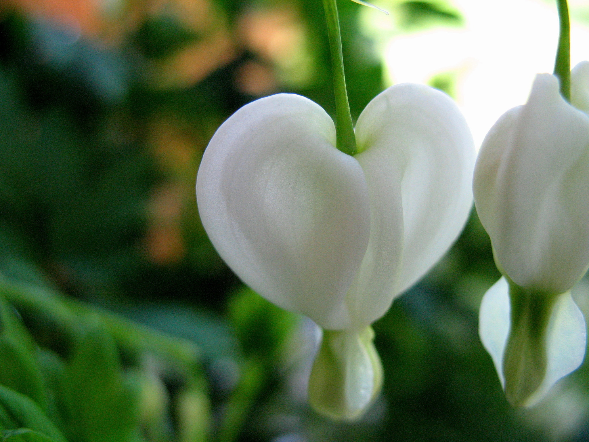 Bilder des Monats aus Österreich – Mai