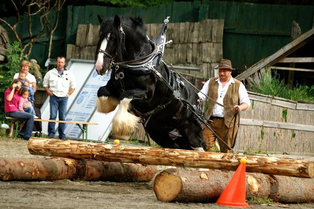Ein besonderes Highlight erwartet Pferde- und Tierbegeistere auf der Burgarena Sommeregg in Treffling bei der Österreichischen Shire Horse Show | Foto: KK