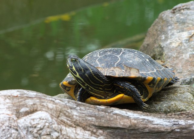 Wasserschildkröte im Botanischen Garten