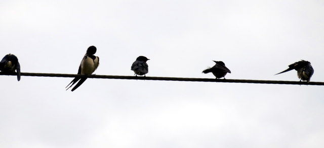 Es war für mich eine große Freude, die Schwalben wieder begrüßen zu dürfen!!!