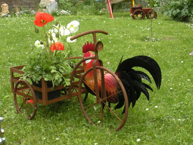 stolzer Gockel