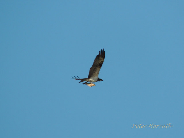 Seeadler (Bild) und Fischadler finden an den Teichen reichlich Beute. | Foto: Peter Horvath