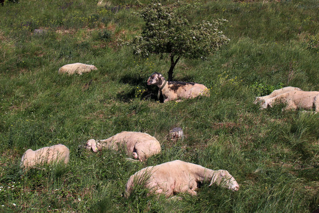 Almauftrieb Thema Auf Meinbezirk At