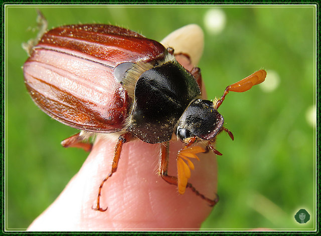 Maikäferchen wollte meinen Finger gar nicht mehr verlassen...