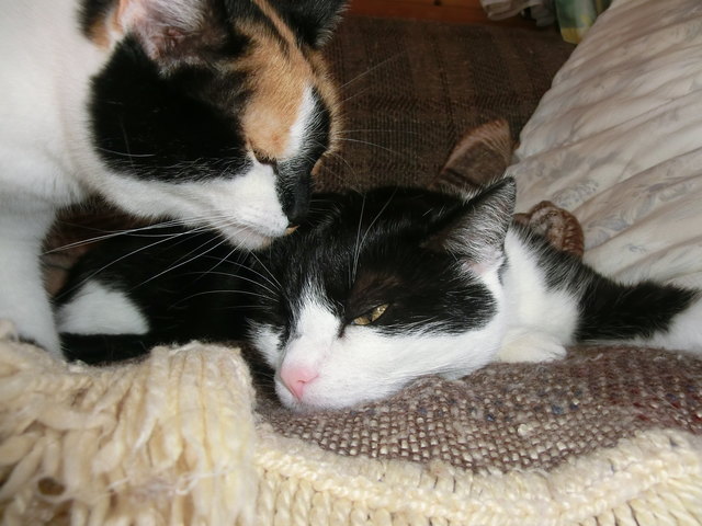 Puschl & Schecki