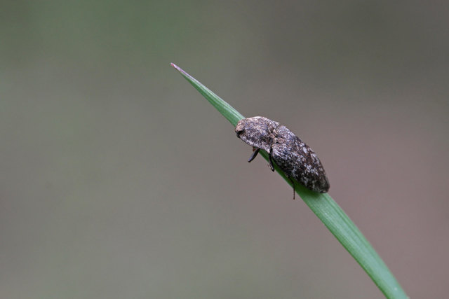 ... auch Mausgrauer Sandschnellkäfer genannt,ist eine Art aus der Familie der Schnellkäfer 'Elateridae' Die Art ist die einzige ihrer Gattung in Mitteleuropa ... Länge ca. 12 bis 17 Millimeter.