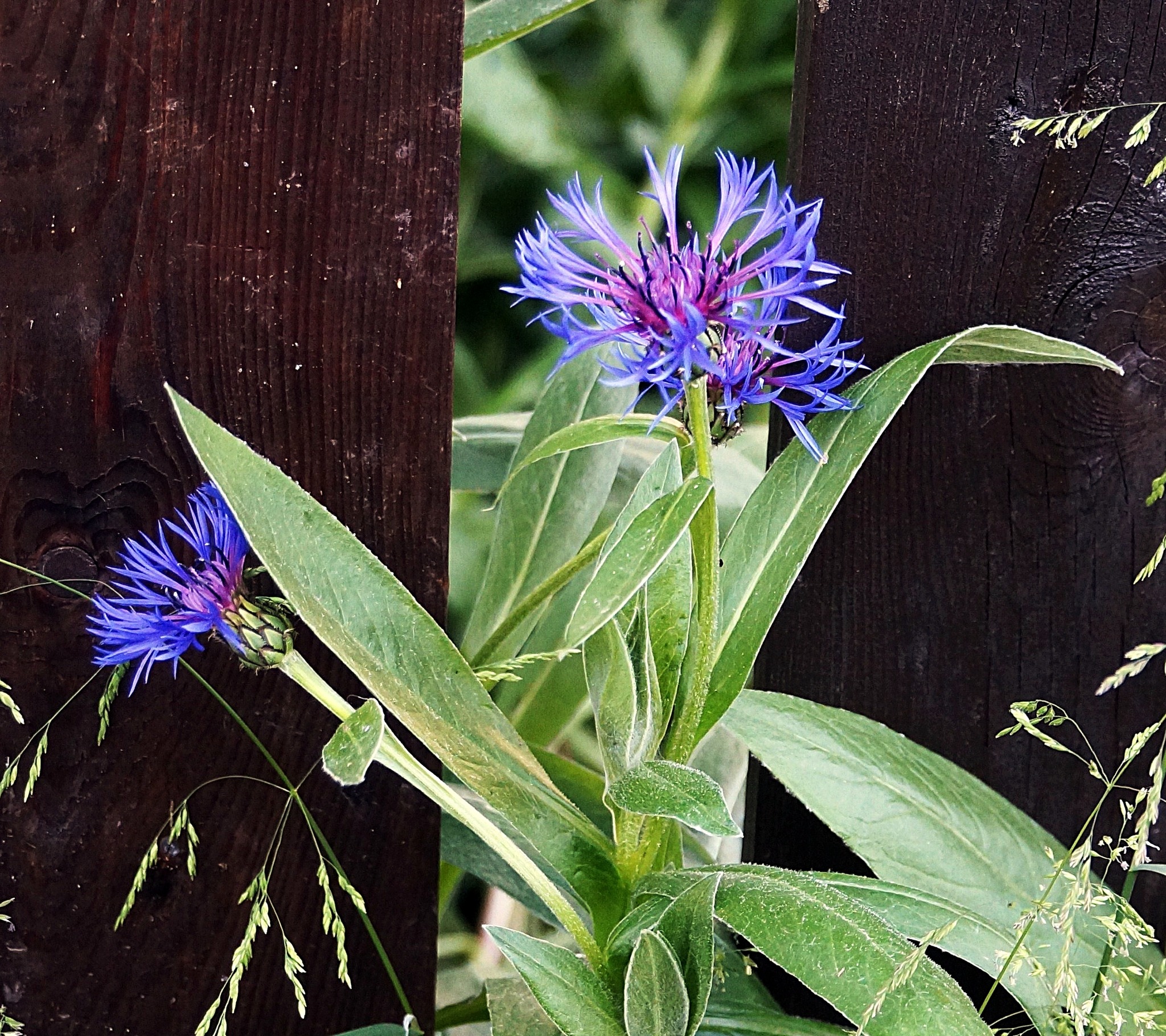 Kornblume im Garten Kufstein