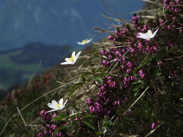 Blüht jetzt im Bergland
