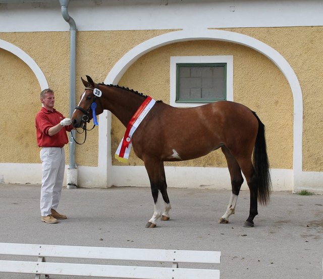 "Miss OÖ" Warmblut - Estelle - aus der Dressurpferdezucht Mayr in St.Marienkirchen . Landessiegerin der 3 j.Stuten anlässlich der zentralen Stutbuchaufnahme in Stadl Paura 2015 .