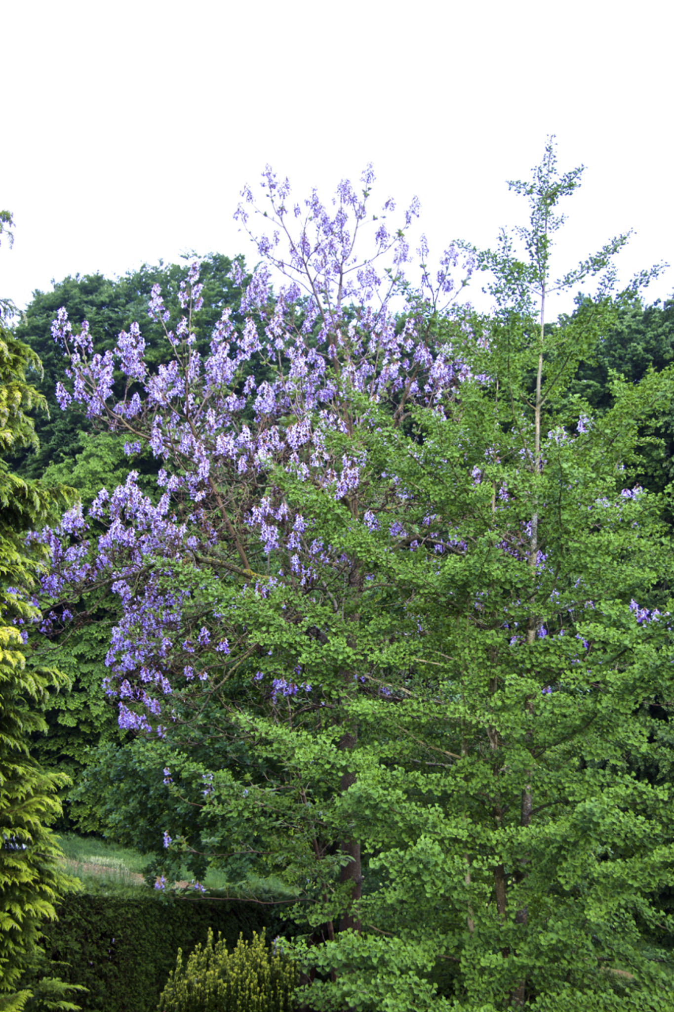 Blauglockenbaum im Garten Weiz