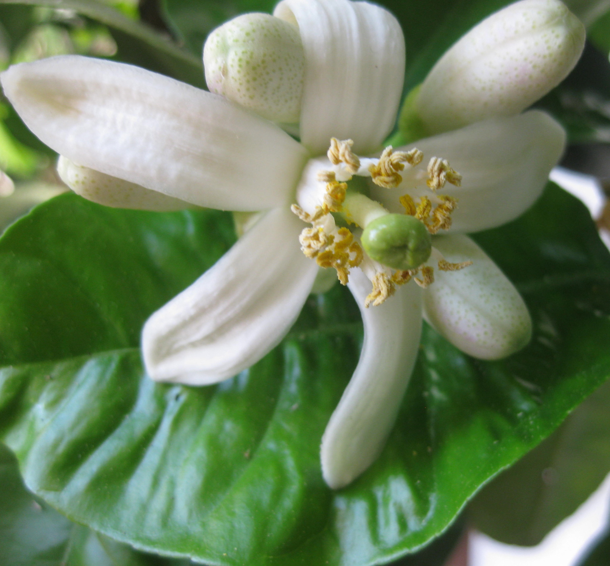 Mein Zitronenbaum blüht! Tulln