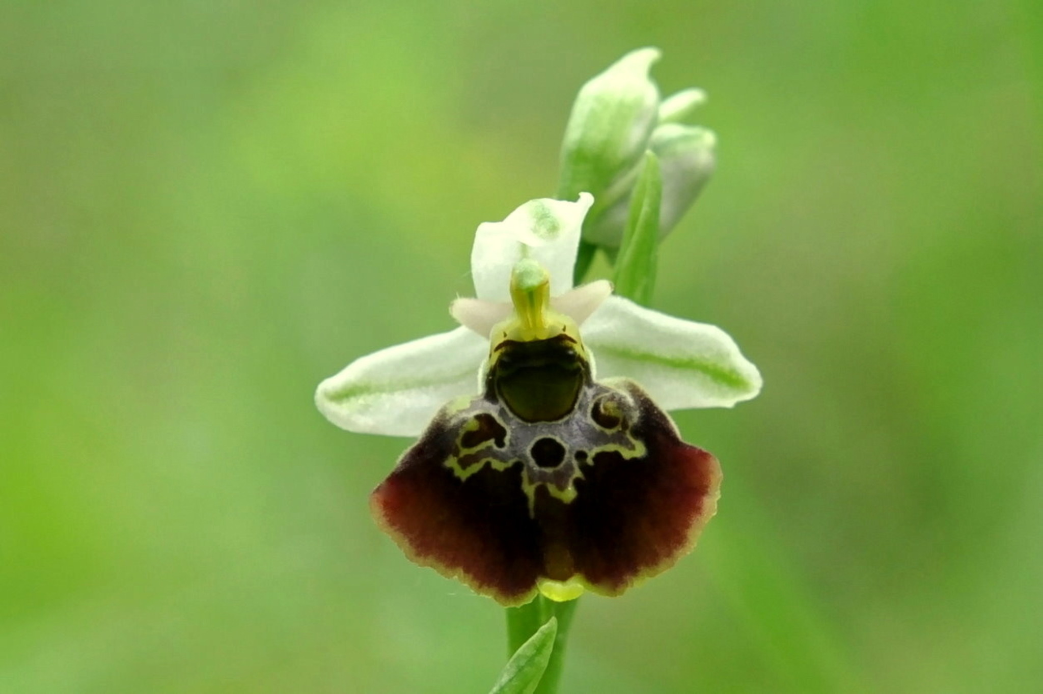 HummelRagwurz Orchideenblüte Donaustadt