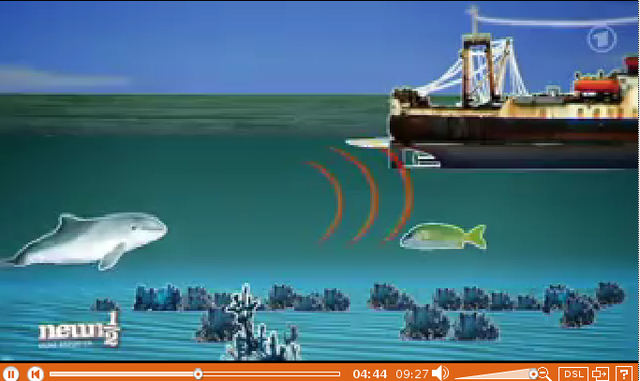 Schweinswale sind vor dem Aussterben bedroht durch Fischernetze und Lärm. TV-Dokumentation hier ansehen. Bitte klicken > http://neuneinhalb.wdr.de/sendungen/2014/08/2014_08_30.php5