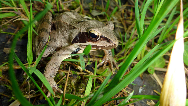 Der Schreckstarre (Kataplexie) dieses Frosches hatte ich es zu verdanken, dass ich ihm mit der kleinen Kompakten bis auf wenige Zentimeter nahekam, ohne ihn zu verscheuchen. Ich vermute, es ist ein Grasfrosch, bin mir aber nicht sicher!
