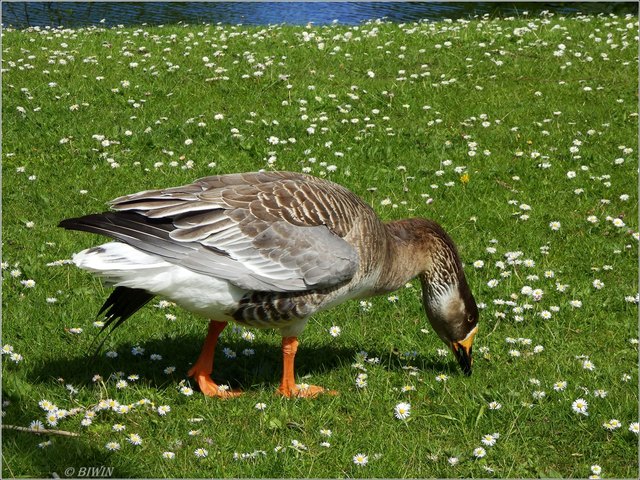 Gänseblümchen ;-)