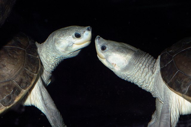 Batagur Flussschildkröte