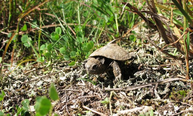 Schlüpfling der Europäischen Sumpfschildkröte im Nationalpark Donau-Auen