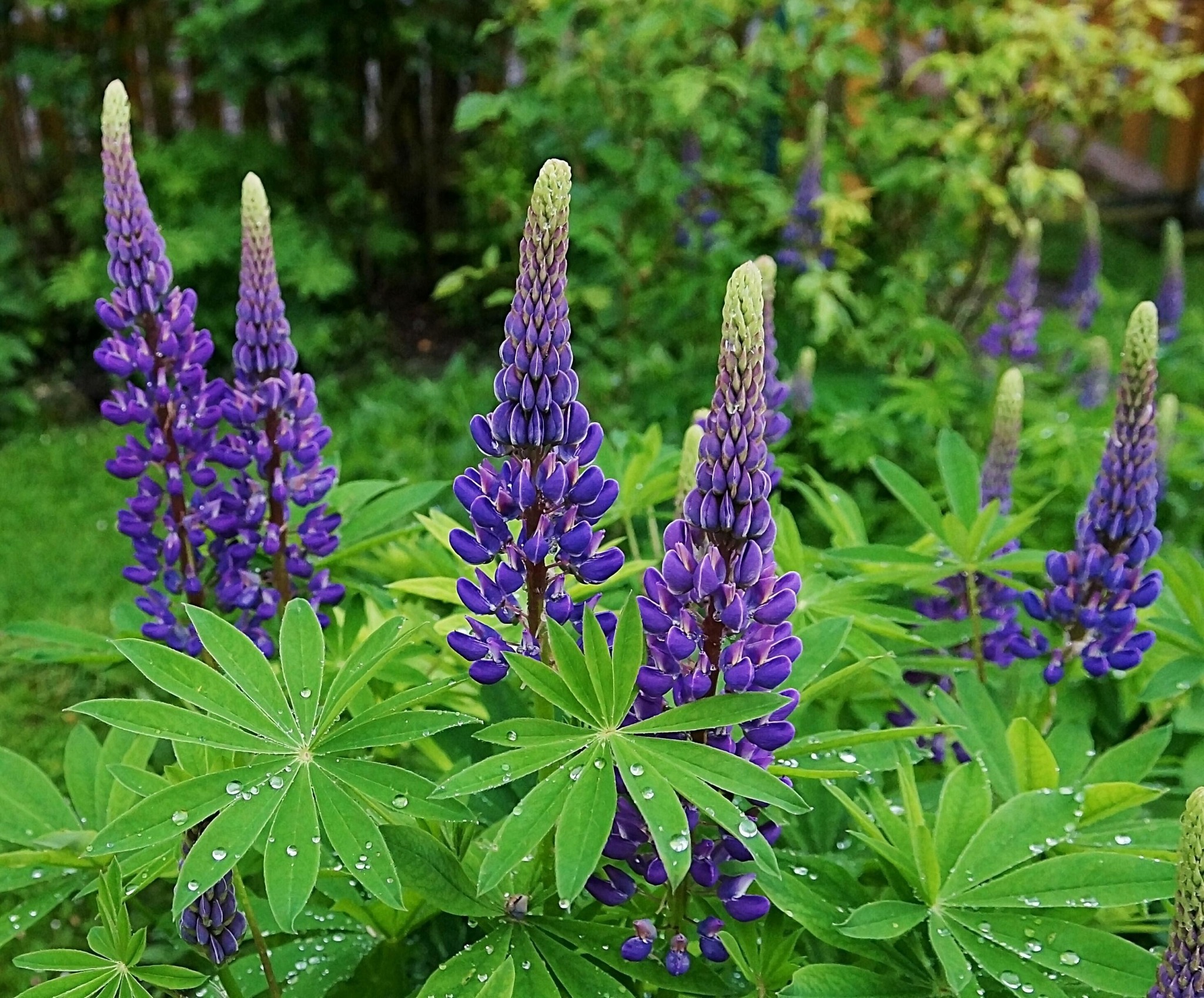 Die LUPINEN in meinem Garten Kufstein