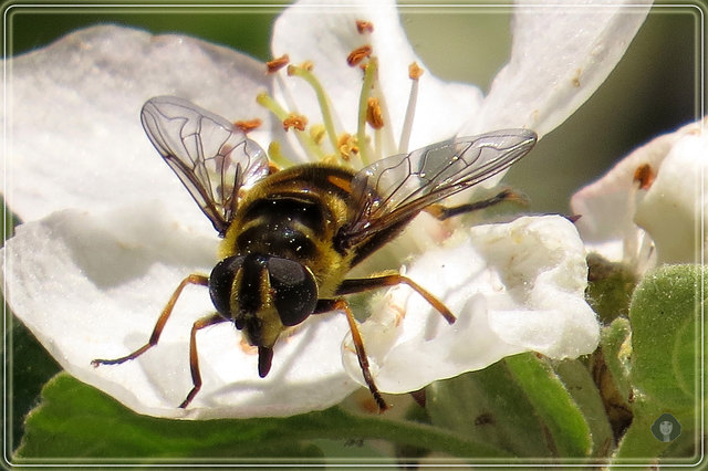 ...auf der Apfelblüte!!!