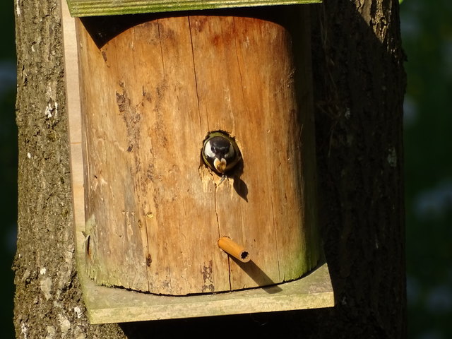 Mama Meise bringt nicht nur war rein, sie nimmt auch immer wieder "was" mit raus... ;-)