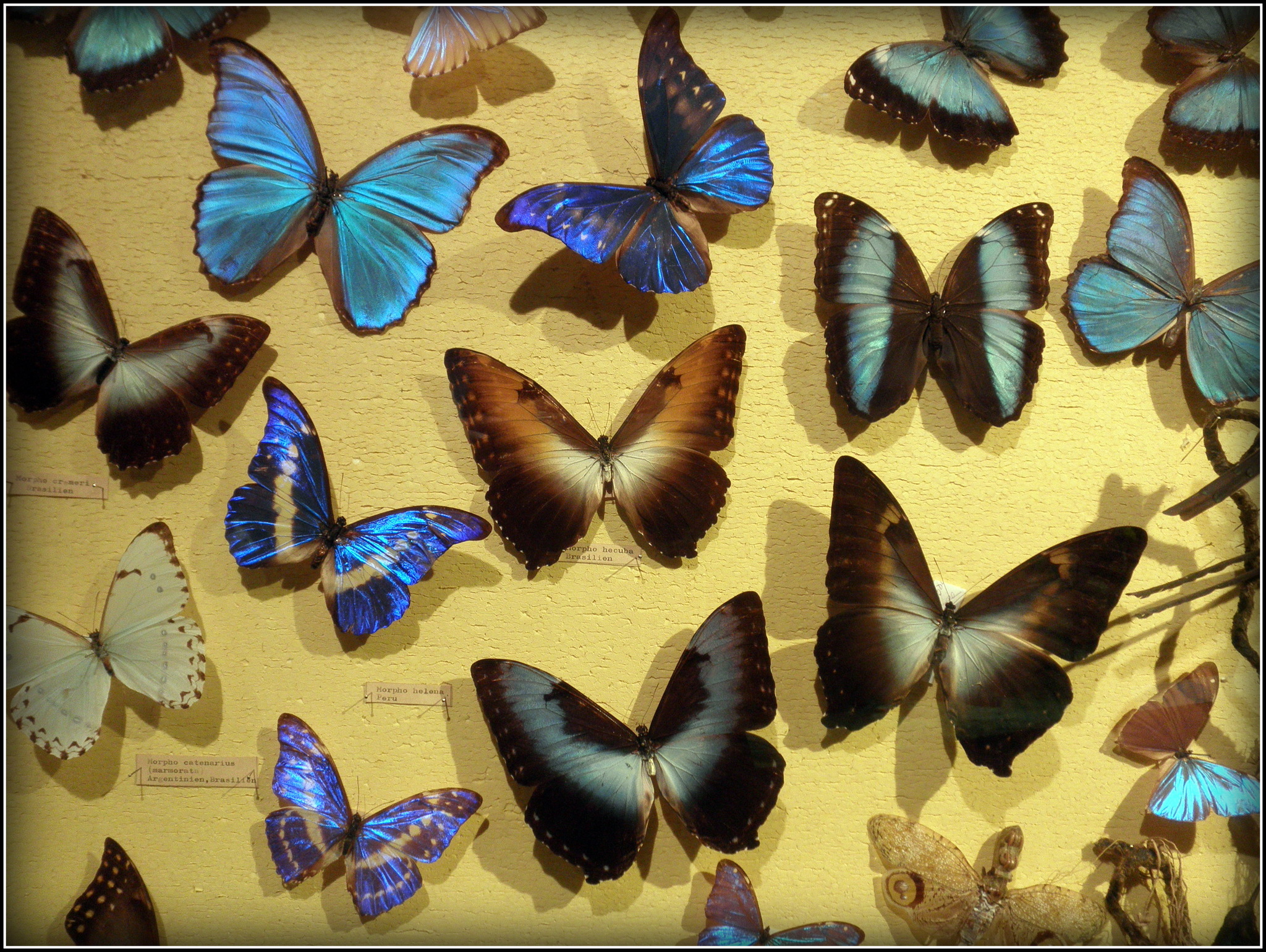 Schmetterlinge im Bauch? - Mürztal