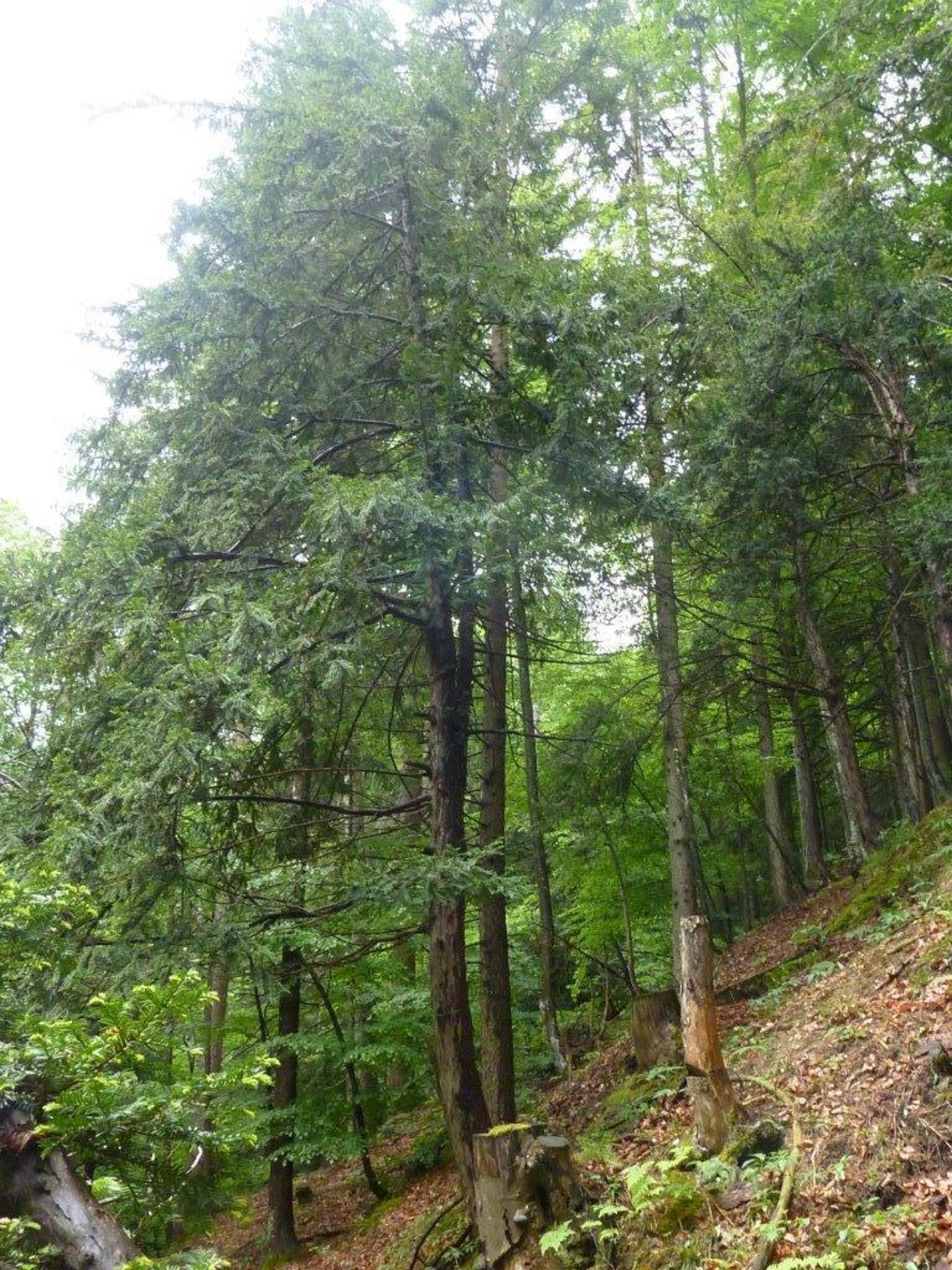 Dobratsch-Eiben sind Genpool - Villach