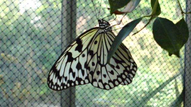 Er steht schon flugbereit. (Bild von 2013)