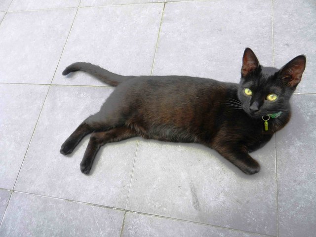 Diese Katze namens "Dracula" wird im Raum Farchat, Umhausen vermisst. | Foto: Foto: privat