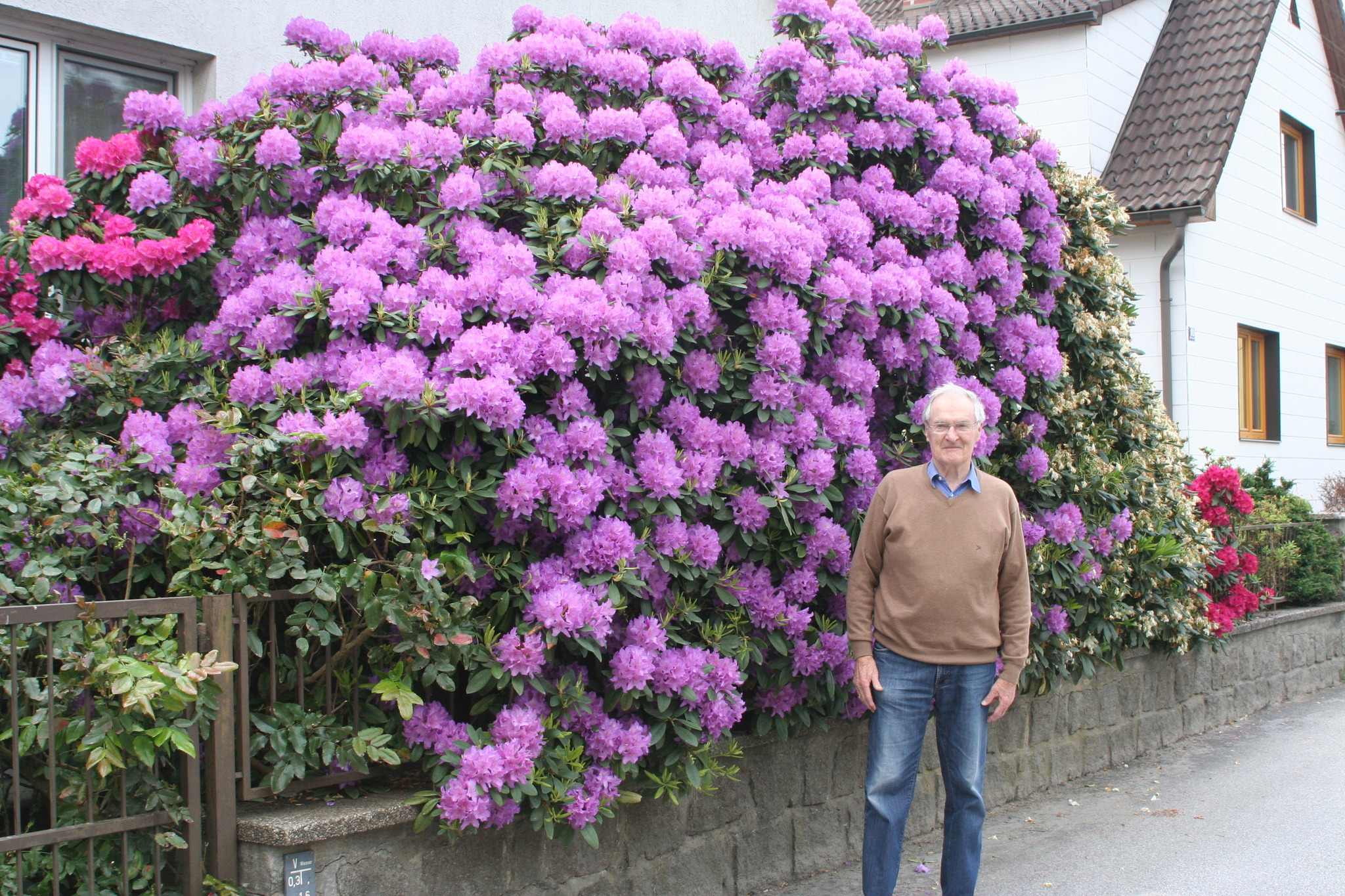 wie viel sonne braucht ein olivenbaum Olea Europaea Olivenbaum  vielgrn