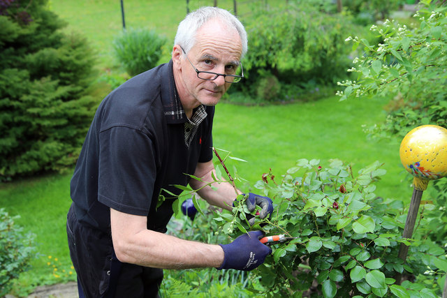 Den verschiedenen Rosen schenkt Peter Sembacher besondere Aufmerksamkeit, da einige besonders pflegebedürftig sind. | Foto: Sem