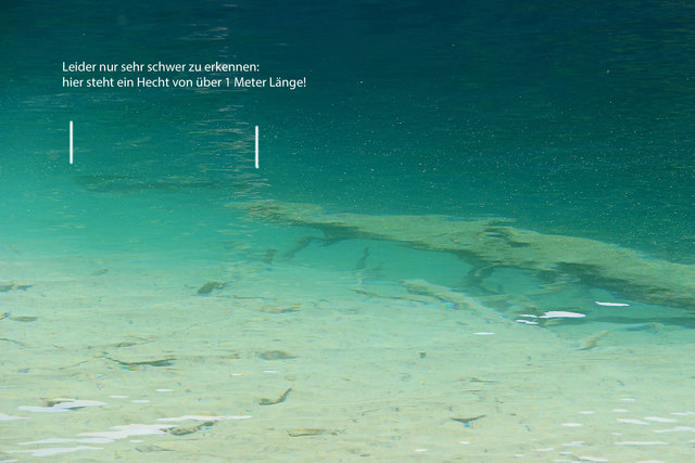 leider nur sehr schwer zu erkennen: hier steht ein Hecht von über 1 Meter Länge!